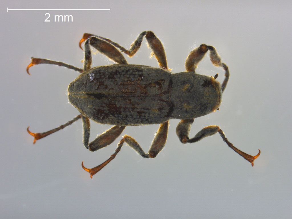 Macronychus quadrituberculatus